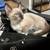 Kittens 5 thumbnail