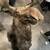 Giant Taxidermy Real Moose Head Wall Hanging Trophy 3 thumbnail