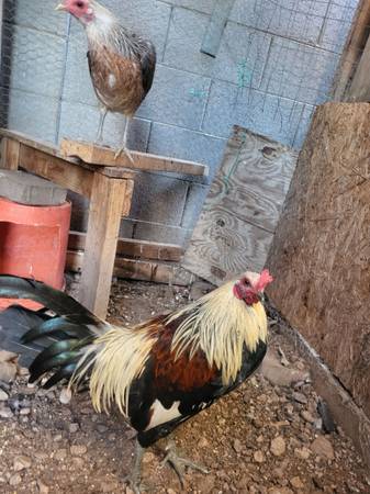 McLean rooster & hen 1