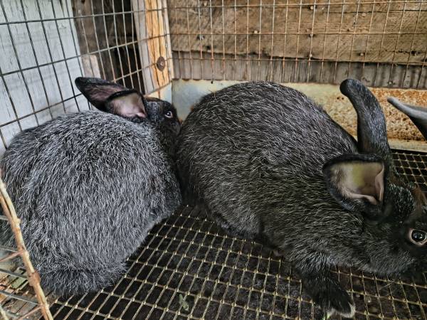 Meat rabbits 1