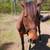 Mustang named harley 2 thumbnail