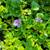 Floating water hyacinth great for ponds 1 thumbnail