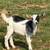 Pygmy Goats 1 thumbnail