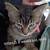 8, 9, 14 week old kittens $20 11 thumbnail