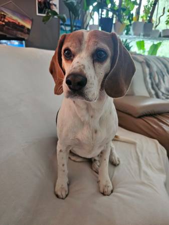 Beagle 1