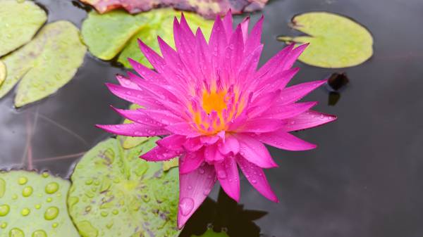 Water Lilies & Pond Plants - $5 (Magnolia)63471067049217121