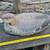 Oversized black duck decoy by G & H Decoys 2 thumbnail