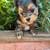 Yorkie Sable 6 thumbnail