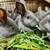 Silver fox bunny rabbits 4 thumbnail