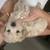 Morkie poo 1 thumbnail