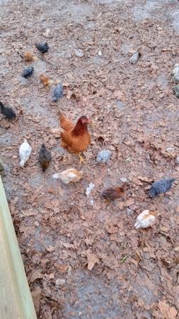 Pullets 1