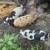 Charming and lively Kunekune piglets 4 thumbnail