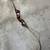 Herter's recurve bow 2 thumbnail