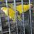 Quaker parrots 9 thumbnail