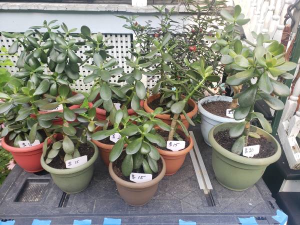 Jade Plants 1