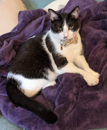 LOST CAT (Logan Square)64043042530690120