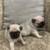 Pug puppy 3 thumbnail