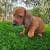 Dachshund minis 3 thumbnail