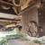 LK 16000 MILITARY FORKLIFT AWD ROUGH TERAIN PROJECT 4X4 15 thumbnail