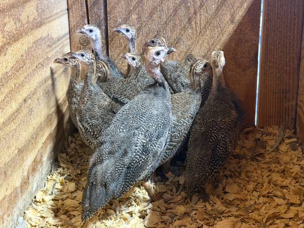 Guineas 1