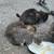 Kittens in need of new home 2 thumbnail