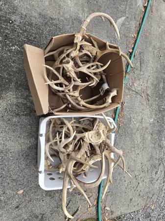 Antlers for craftsmanship 1