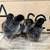 Wyandotte bantam chicks, chickens 2 thumbnail