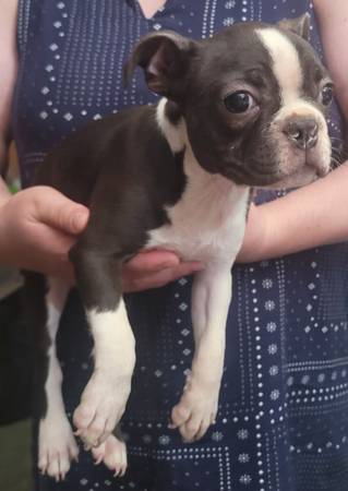 Boston terrier 1