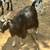 Friendly Silky Fainter Nanny Goat and her two Babies 5 thumbnail