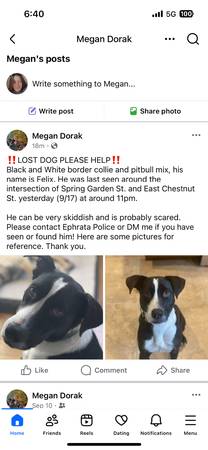 ‼️PERRO DESAPARECIDO POR FAVOR AYUDE A ENCONTRARLO‼️ (Ephrata)64294938925441123