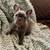 Two Beautiful AKC French Bulldog Female Puppies 6 thumbnail