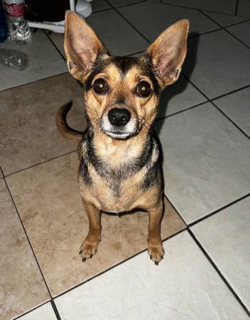 Rehoming chihuahua564474544348866563