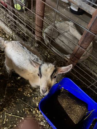 nigerian dwarf buckling 1