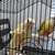 Conure 4 thumbnail