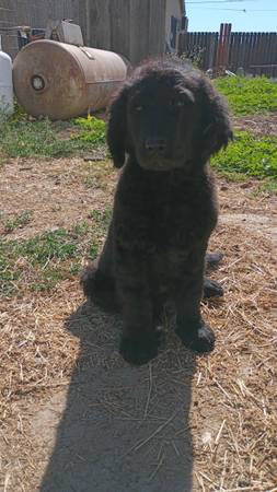 GOLDENDOODLE 1