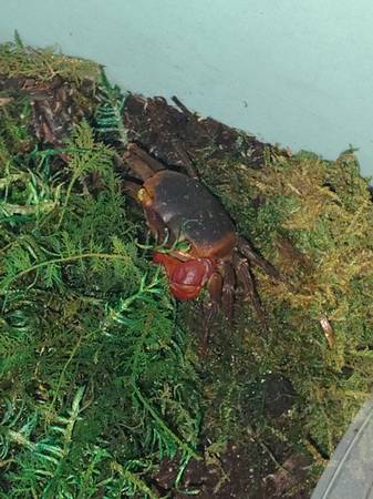 2 crabs (Kingsport)63674455418625120