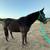 17 year old gelding 2 thumbnail