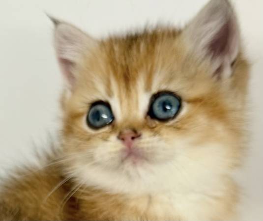 Very beautiful kittens (Tacoma)63853650582275123