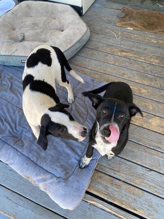 Found x2 border collie puppies on Ager Beswick road (hornbrook)63935101226242121