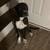 URGENT REHOMING - 1 Yr Old Pit Mix 2 thumbnail
