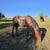 Yearling gelding 2 thumbnail