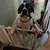 English bulldog/ American cocker spaniel 5 thumbnail