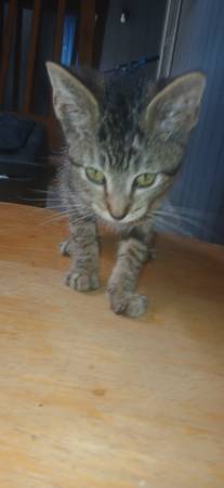 Loveable kitten (Houston)63859316284545121