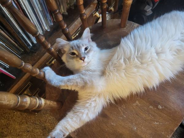 6 month old kittens (St. Johns)63958289111555120