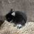 Netherland Dwarf Bunny - Black Otter 2 thumbnail