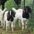 Lamb ewe 4 thumbnail