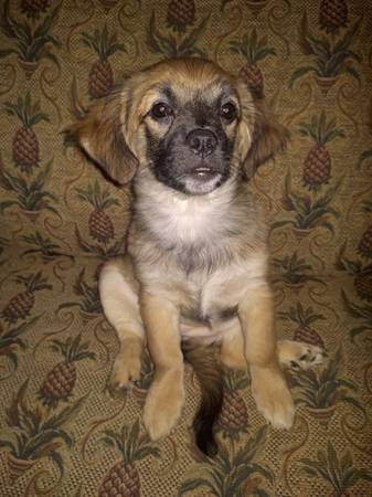 Cachorro mezcla de Peek a Pom63621556311297123