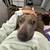 Foster/Adoption Needed — Well-Trained Lab/Pitbull Mixed in Bay Area 13 thumbnail