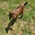 Nubian buckling 1 thumbnail