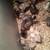 Cochin Rooster and Chicks 5 thumbnail